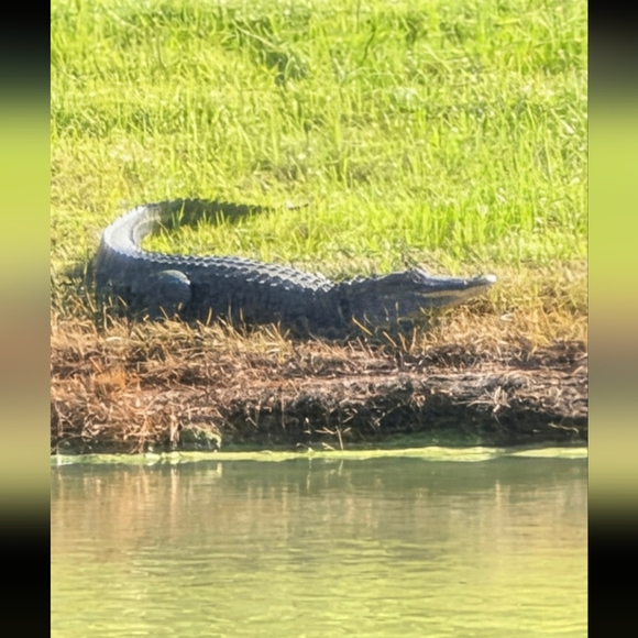 LIVE SHOW LISTING 🌻🌻🌻🌻 - Picture 15 of 15